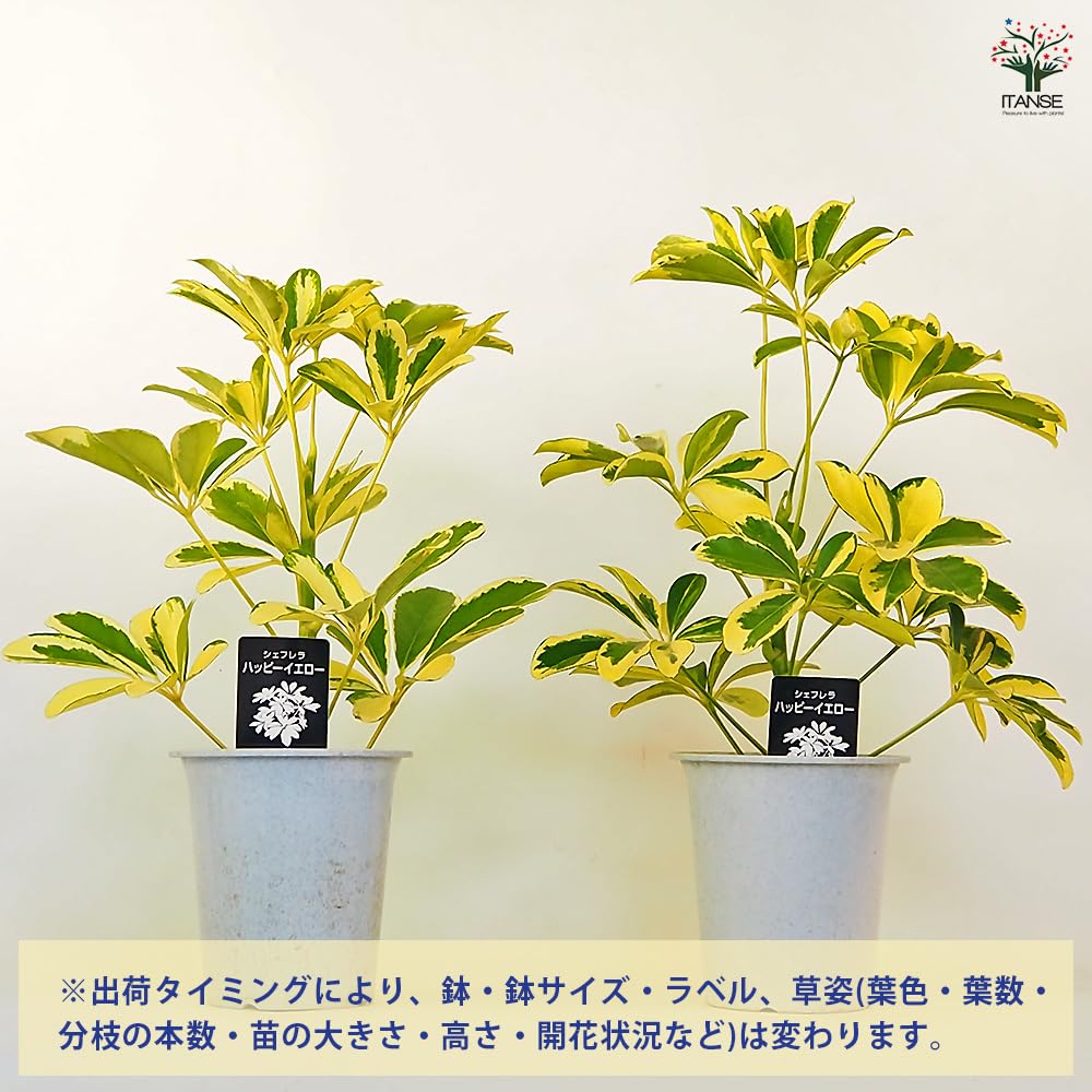斑入り観葉植物❤︎シェフレラ ハッピーイエロー Amazon｜ITANSE シェフレラ ハッピーイエロー 4号 1個売り
